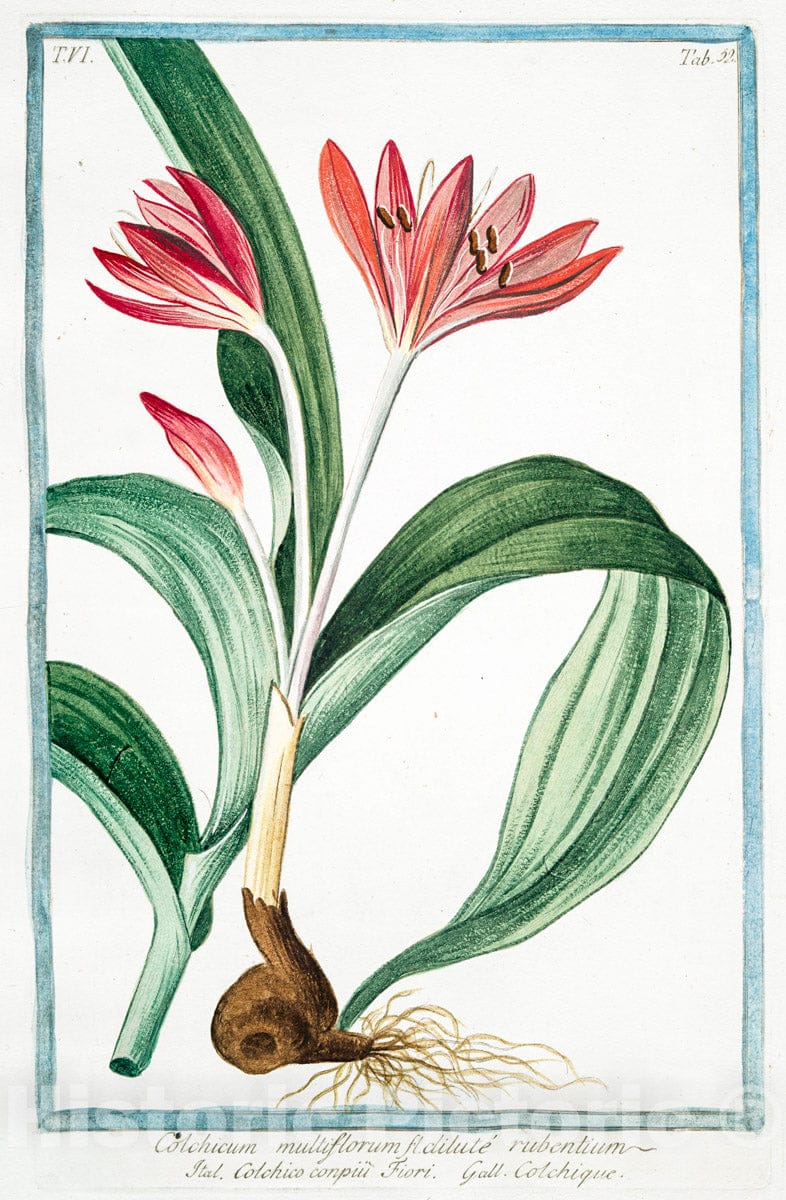 Art Print : 1772, Colchicum Vere et Autumno florens = Colchico, e Zaffrano bastardo = Colchique. - Vintage Wall Art