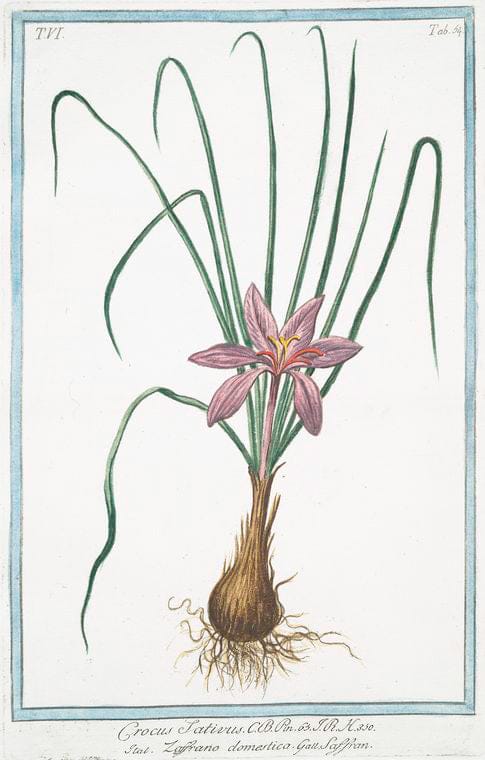 Art Print : 1772, Crithmum sive Foeniculum maritimum majos odore Apii - Vintage Wall Art