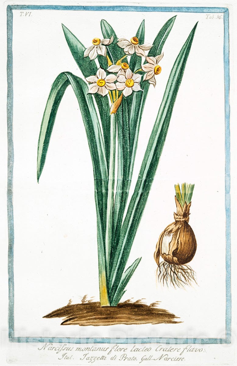 Art Print : 1772, Narcissus maritimus = Pancratzio = Narcisse Marin. [Sea Daffodil] - Vintage Wall Art