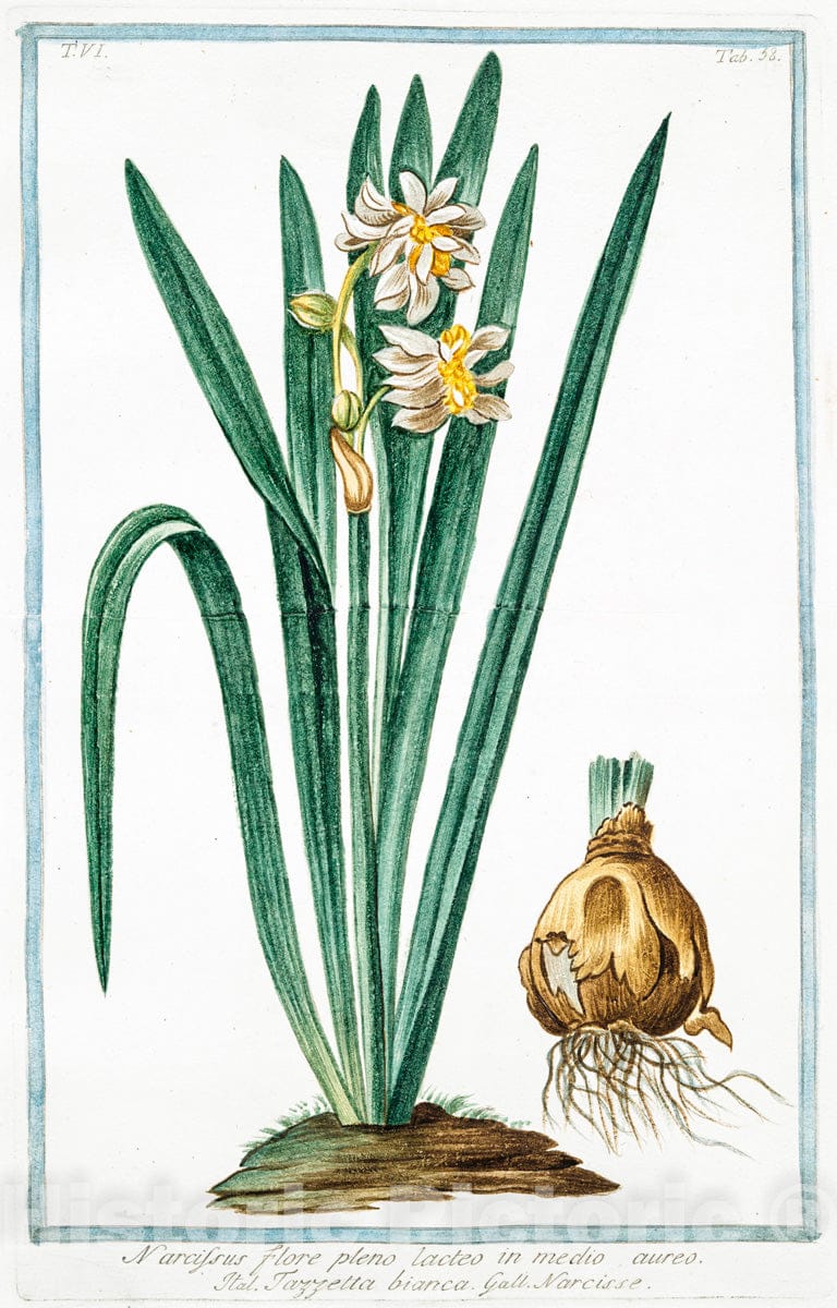 Art Print : 1772, Narcissus, flavus, tubo oblongo, Rotundo in margine, fimbriato - Vintage Wall Art