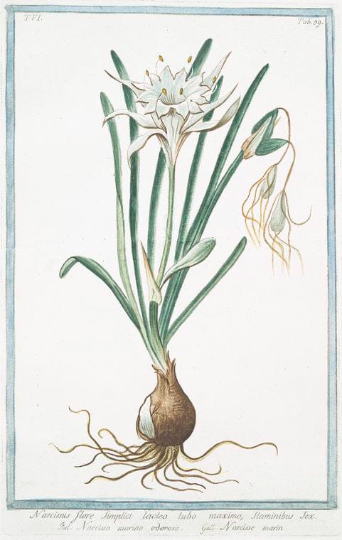 Art Print : 1772, Narcissus, Flore pleno, lacteo in Medio aureo = Tazzetta Bianca = Narcisse. - Vintage Wall Art