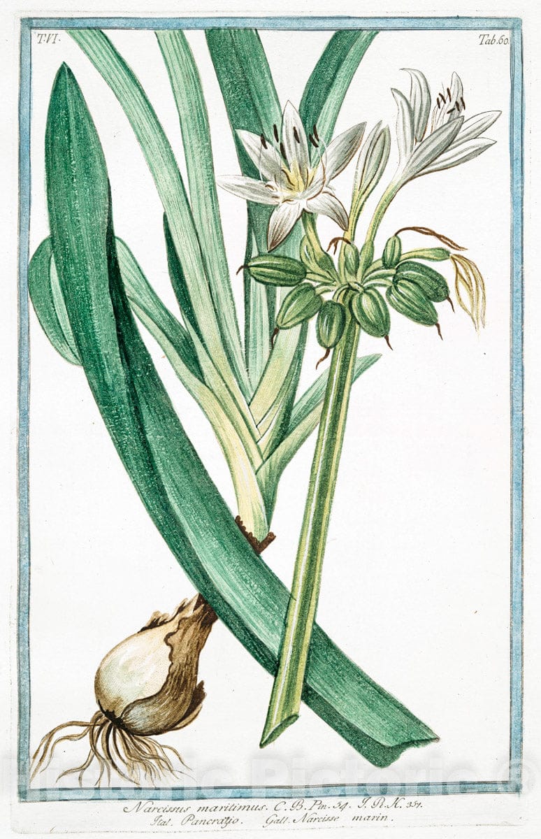Art Print : 1772, Napus Sativa, radice alba = Napo domestico = Naver. [Turnip Family] - Vintage Wall Art