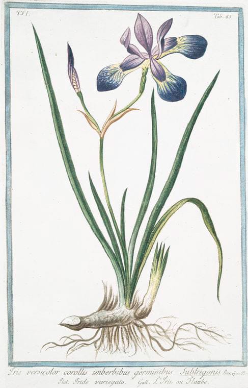 Art Print : 1772, Iris Susiana, Flore Maximo, ex albo nigricante - Vintage Wall Art