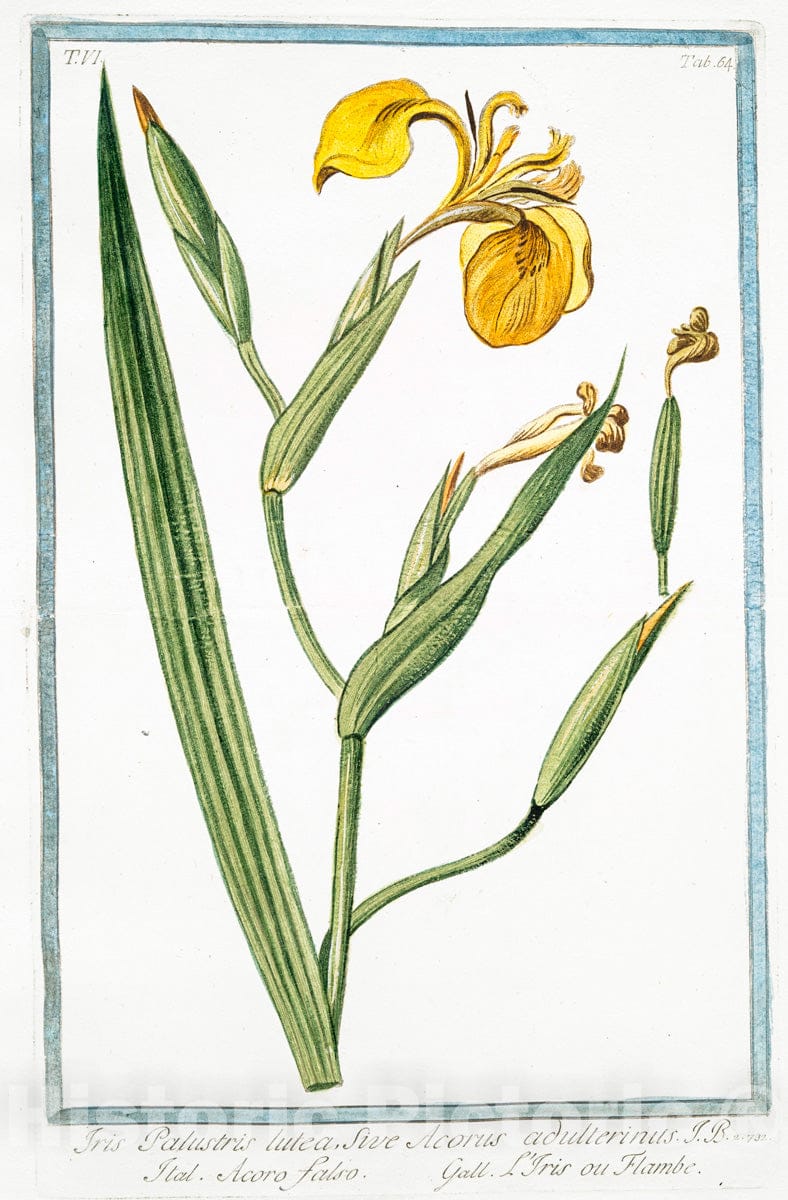 Art Print : 1772, Iris Major, latifolia, Romana caerulea - Vintage Wall Art