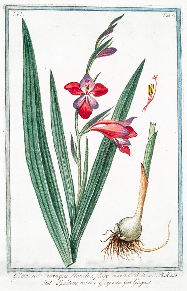 Art Print : 1772, Geum rotundifolium, majus = Geo, e Sanicola Maggiore. [Evens] - Vintage Wall Art