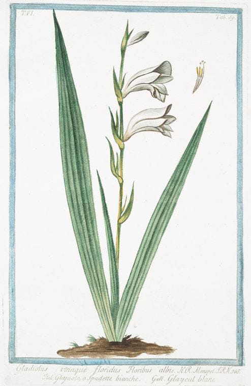 Art Print : 1772, Gladiolus utrinque, floridus, Flore rubro - Vintage Wall Art