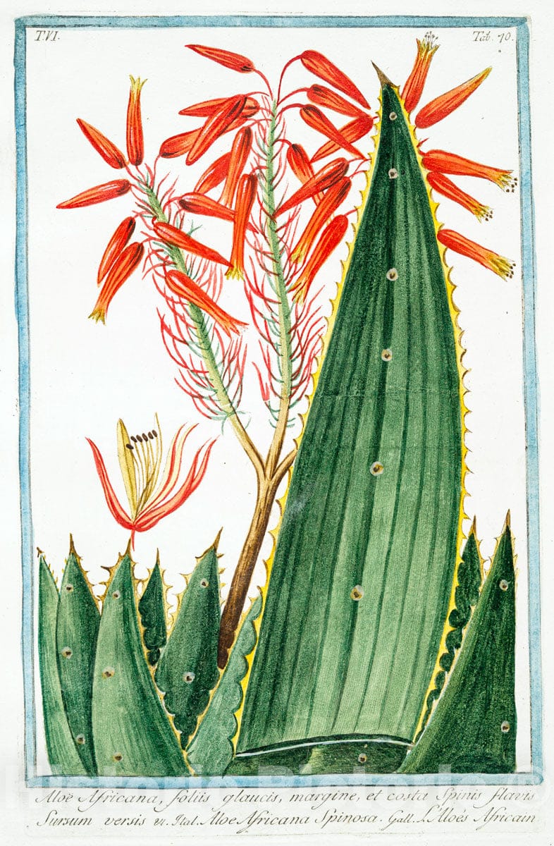 Art Print : 1772, Aloe Aethiopica, foliis oblongis, Crassis et compressis - Vintage Wall Art