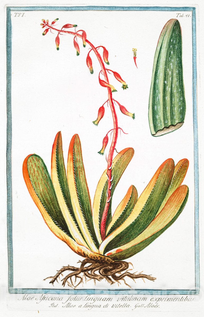 Art Print : 1772, Aloe Africana, foliis glaucis, margine, et Costa spinis flavis Sursum versis - Vintage Wall Art