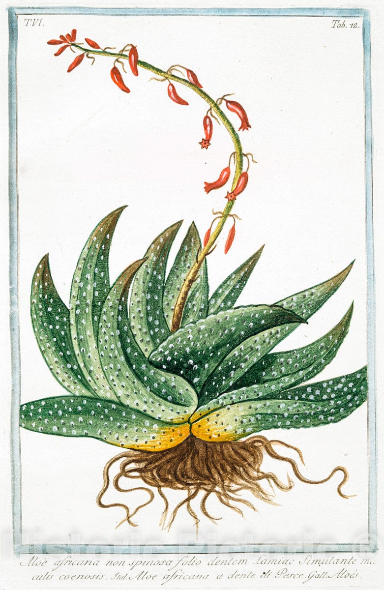 Art Print : 1772, Aloe Africana, follis linguam vitulinam experimentibus - Vintage Wall Art