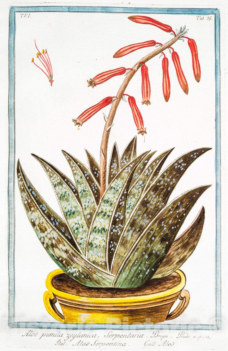 Art Print : 1772, Aloe Margaritifera, Major floribus, triplici Colore pictis - Vintage Wall Art