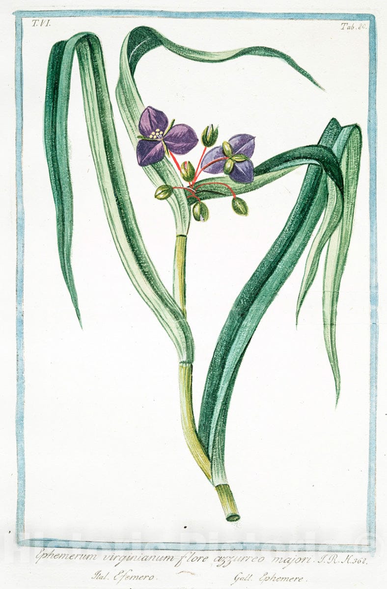 Art Print : 1772, Elichrysum Americanum, foetidissima Folio - Vintage Wall Art