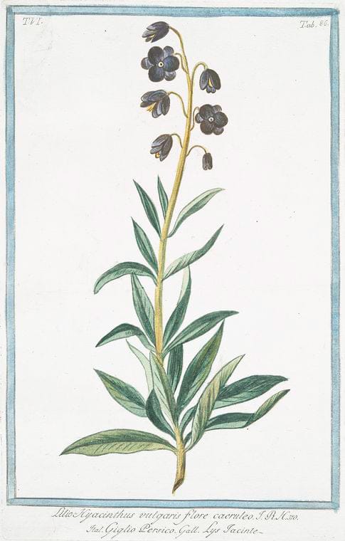 Art Print : 1772, Lilio Asphodelus-pheniceus - Vintage Wall Art
