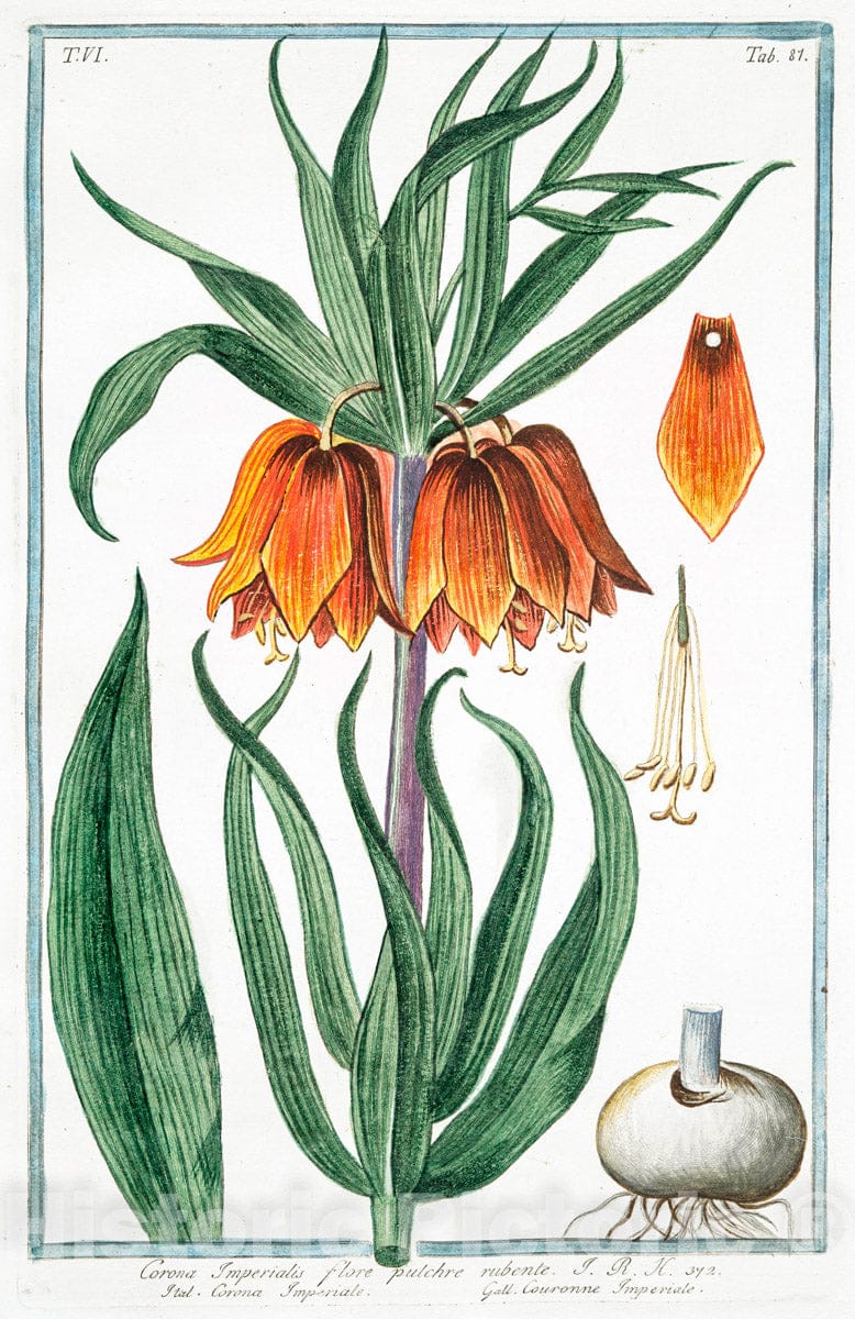 Art Print : 1772, Corindum, ampliore Folio, fructu majore = Solatro Halicabo = Pois de Merveille. - Vintage Wall Art