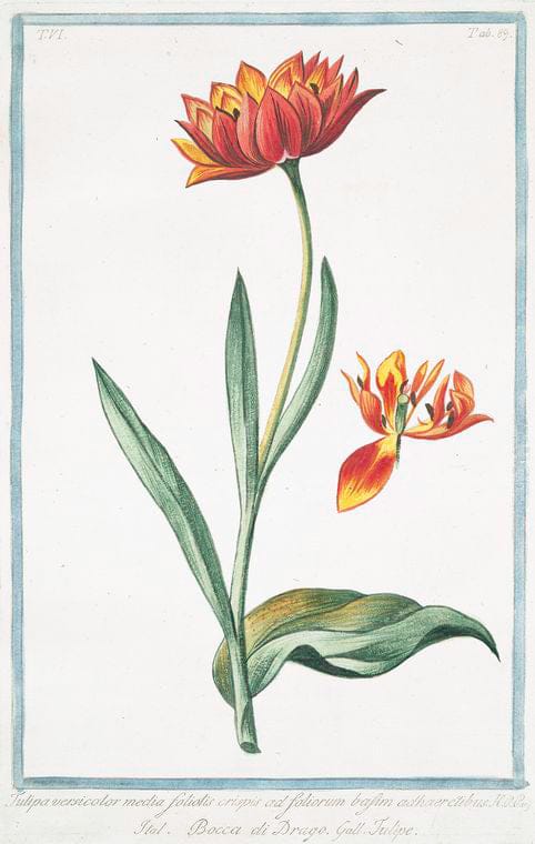 Art Print : 1772, Tulipa variegata Persica = Tulipano Persiano = Tulipe. [Persian Tulip] - Vintage Wall Art