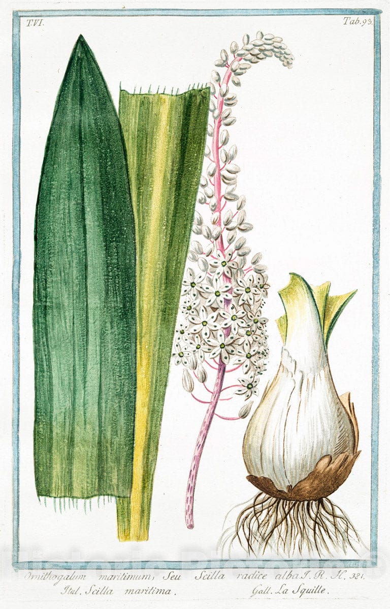 Art Print : 1772, Origanum sylvestre, Cunila bubula Plinii = Regano e Origano = Origan. - Vintage Wall Art