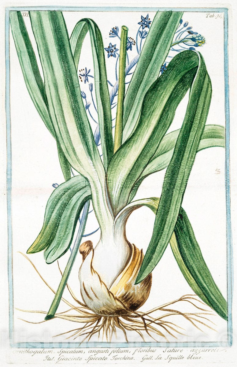 Art Print : 1772, Ornithogalum umbellatum, majus sive Hyacinthus Peruvianus - Vintage Wall Art