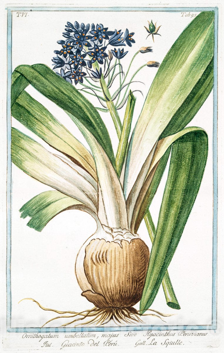 Art Print : 1772, Ornithogalum maritimum, seu Scilla radice alba - Vintage Wall Art