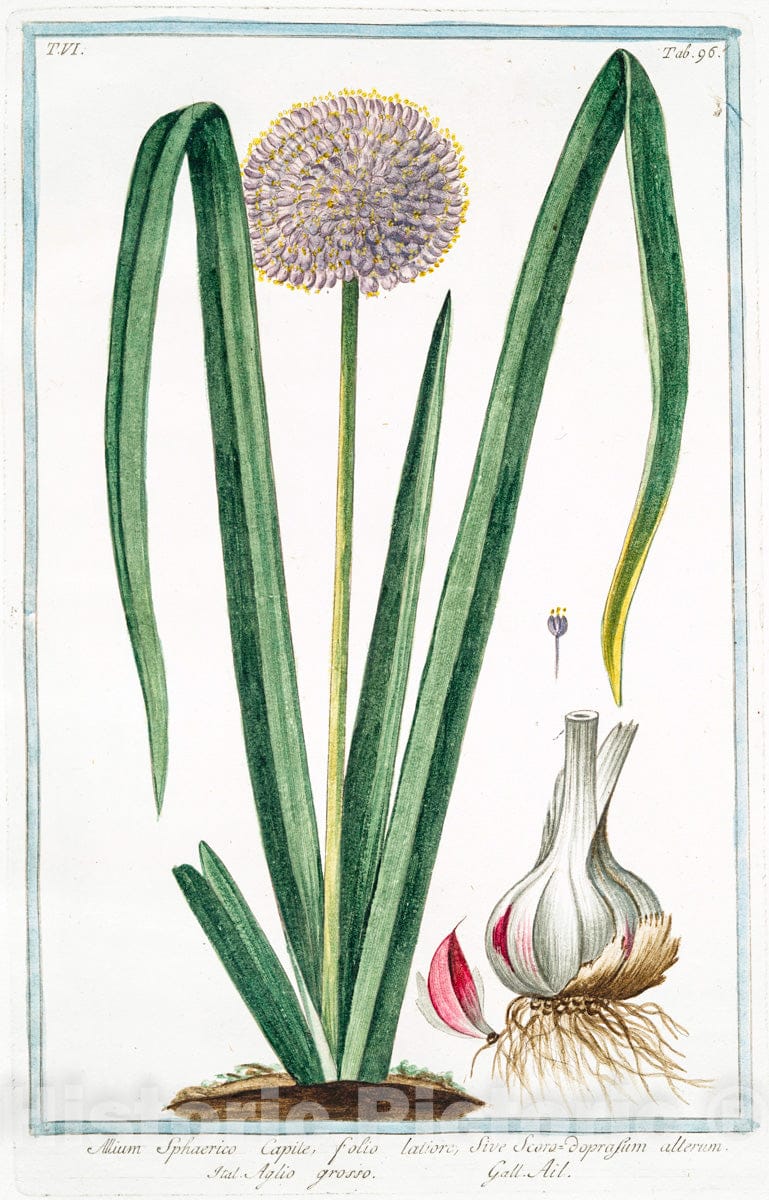 Art Print : 1772, Allium montanum, foliis Narcissi = Aglio salvatico = Ail. [Mountain Garlic] - Vintage Wall Art