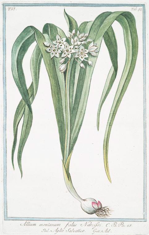 Art Print : 1772, Alkekengi officinarum = Solanum vesicarium = Alchechengio volgare = Coqueret. - Vintage Wall Art