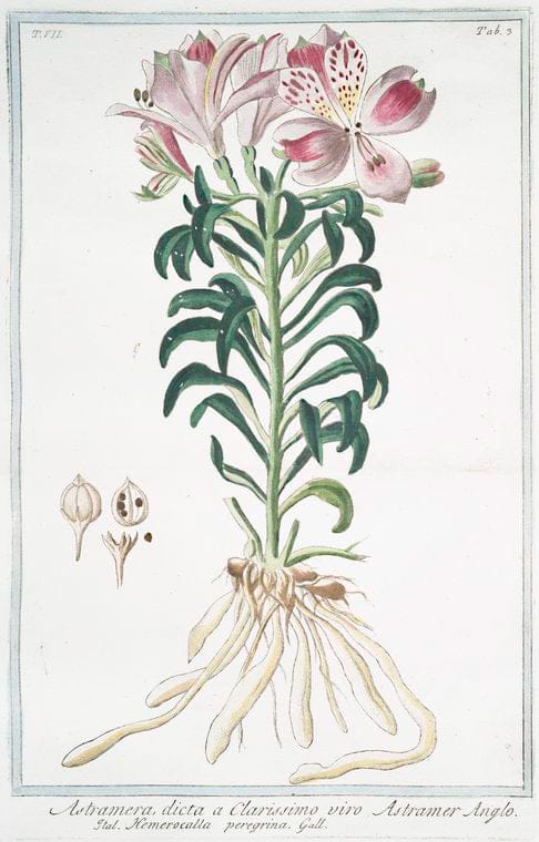 Art Print : 1772, Astragalus, supinus, siliquis, villosis, gelomeratis - Vintage Wall Art