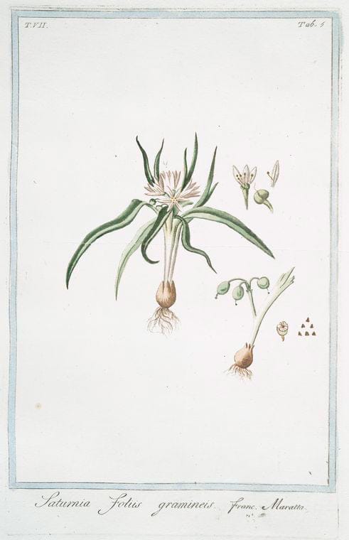 Art Print : 1772, Satureia Sativa = Satureia hortensis, sive Cunila Sativa Plinii = Sarriete. - Vintage Wall Art