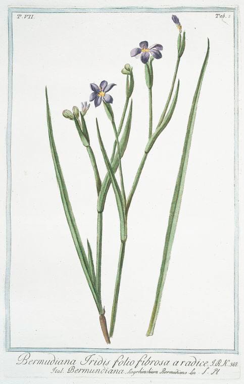 Art Print : 1772, Belladona, majoribus foliis, et floribus = Belladone. - Vintage Wall Art