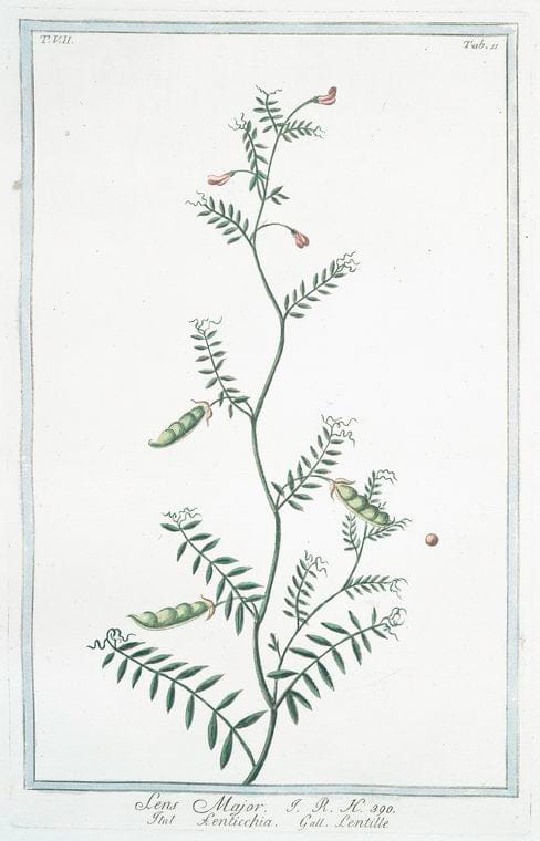 Art Print : 1772, Lavatera, altaeae Folio, et facie Flore rubro = Lavaterre. [Tree Mallow] - Vintage Wall Art