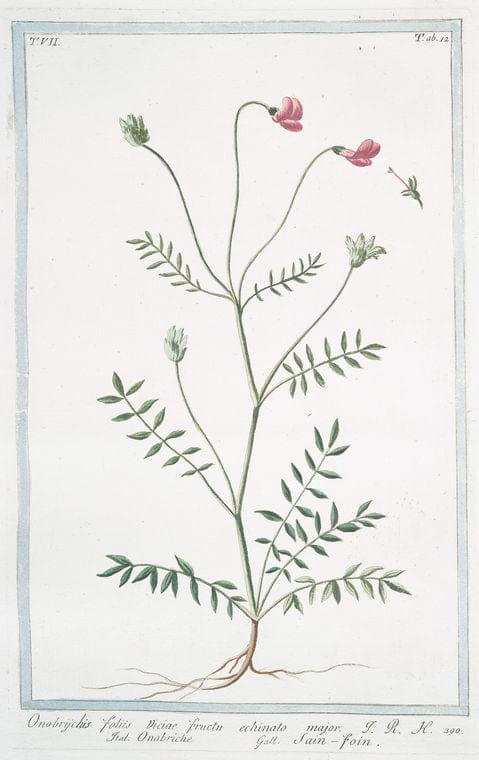 Art Print : 1772, Onagra latifolia = Onagra = L'Herbe aux Anes. [Primerose] - Vintage Wall Art