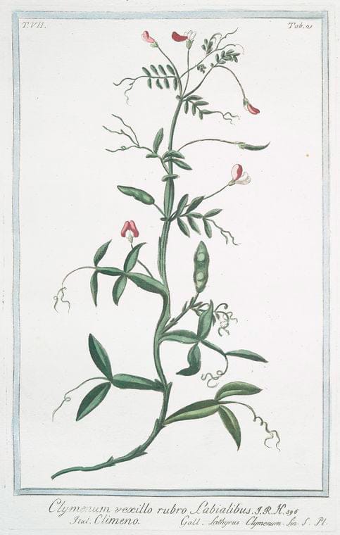 Art Print : 1772, Clinopodium, Origono Simile, Flore albo = Regono salvatico. [Wild Mint] - Vintage Wall Art