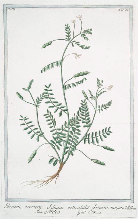 Art Print : 1772, Erucago Segetum - Vintage Wall Art