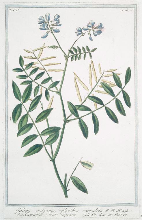 Art Print : 1772, Funcago palustris et vulgaris = Guinco Marino. [Sea-Rush] - Vintage Wall Art
