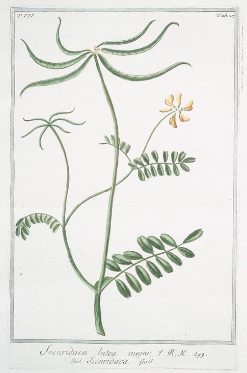 Art Print : 1772, Scrophularia Ruta Canina Dicta, vulgaris. [Figwort] - Vintage Wall Art