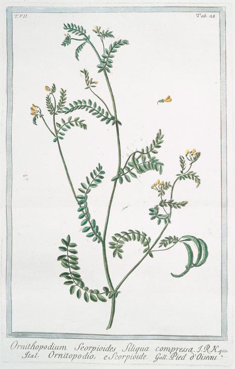 Art Print : 1772, Ornithogalum, spicatum, angustifolium, floribus sature azzurreis - Vintage Wall Art
