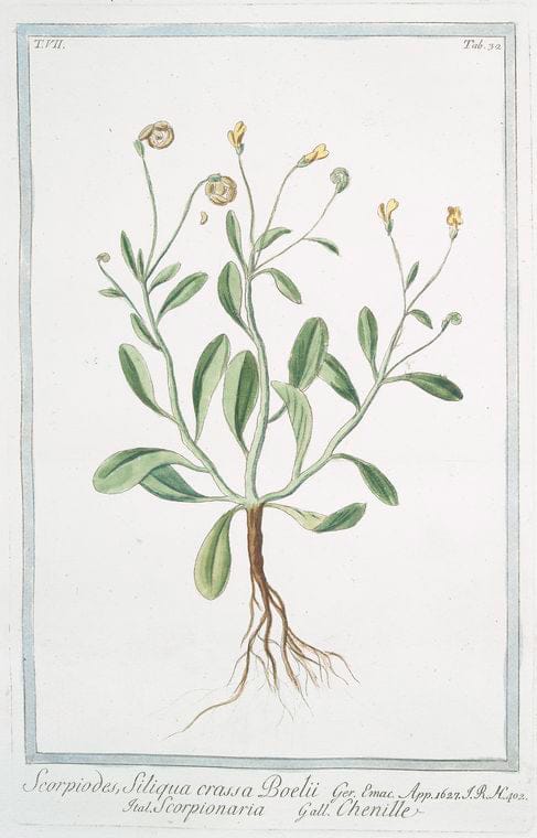 Art Print : 1772, Scorodonia Salvia, foliis Parte inversa candicantibus, floribus flavis in spicas - Vintage Wall Art