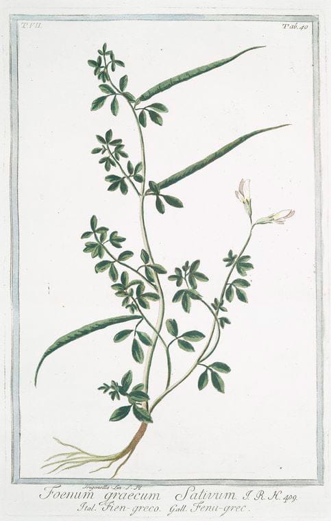 Art Print : 1772, Foeniculum Dulce Major et albo Semine = Finocchio Dolce = Tenouil commmun. - Vintage Wall Art