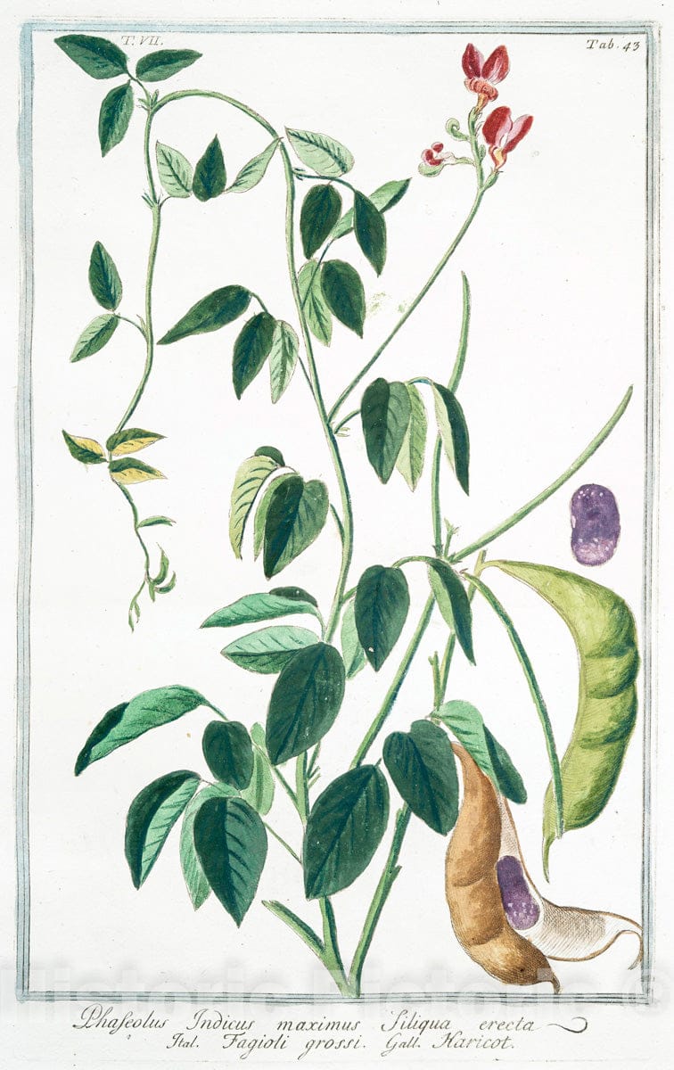 Art Print : 1772, Phaseolus Indicus, cochleato Flore = Fagiuolo Indico = Haricot. - Vintage Wall Art