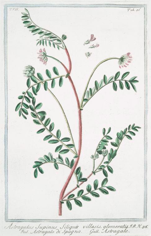 Art Print : 1772, Astragaloides Lusitanica = Astragalus Baetius = Astragalo = Astragale. - Vintage Wall Art