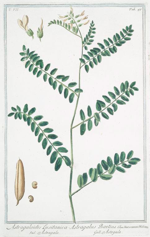 Art Print : 1772, Asphodelus, angustifolius, floribus luteis, atra Linea notatis in Spicam - Vintage Wall Art