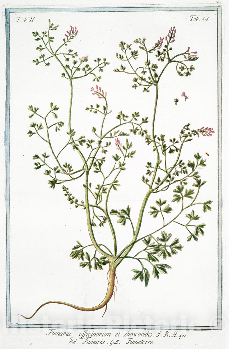 Art Print : 1772, Fumaria bulbosa, radice cava Major, Flore rubente - Vintage Wall Art