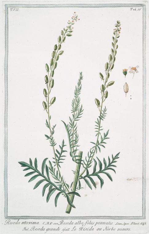 Art Print : 1772, Rapuntium Americanum coccineo Flore lineis albis eleganter Picto. - Vintage Wall Art