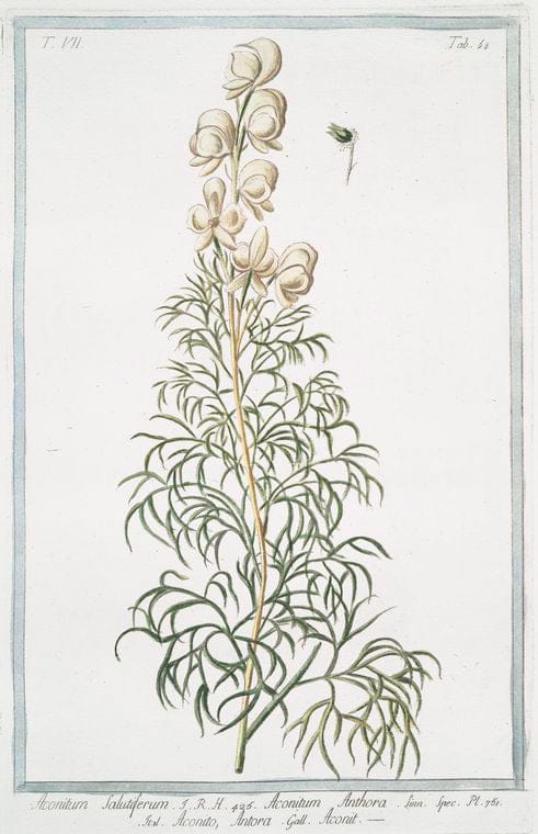 Art Print : 1772, Aconitum Lycotonum, luteum, majus - Vintage Wall Art