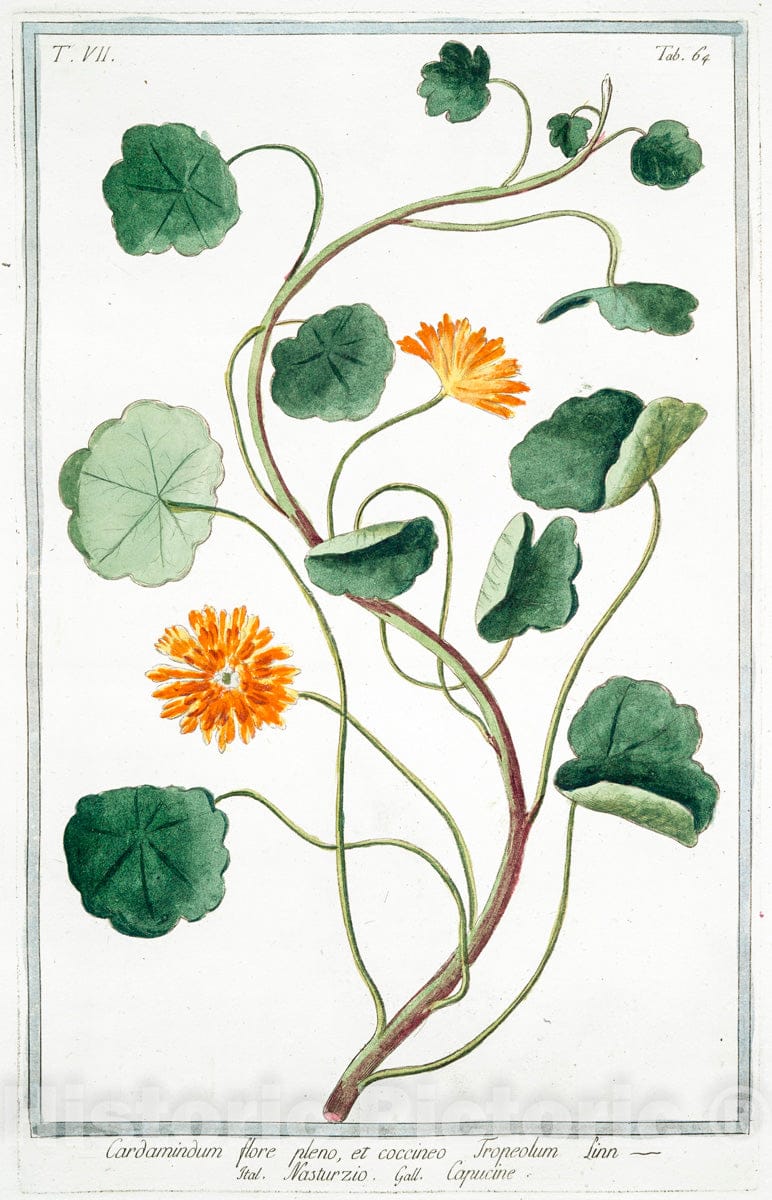 Art Print : 1772, Cardamindum, ampliori Folio, Folio et majori Flore - Vintage Wall Art