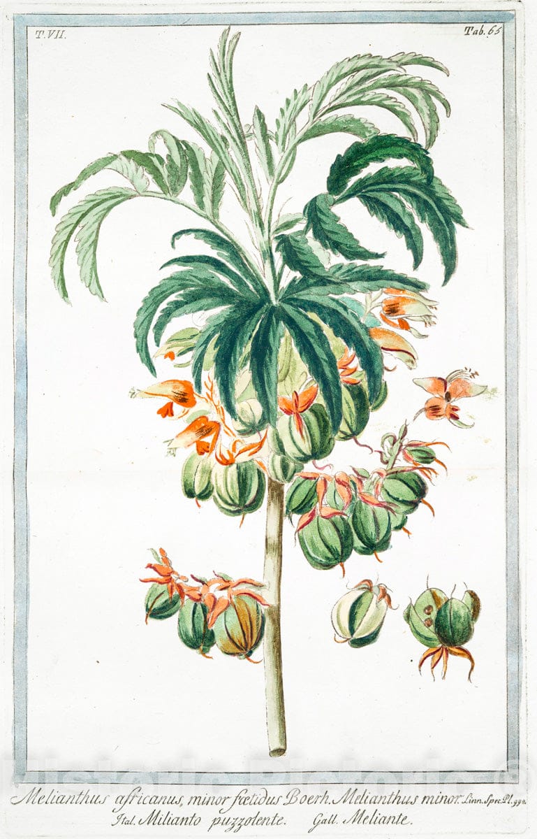 Art Print : 1772, Melianthus Africanus = Melianto Africano = Meliante. - Vintage Wall Art