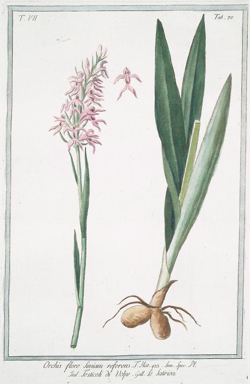 Art Print : 1772, Orchis Palmata Montana maculata = Palma Cristi = Le Satirion. - Vintage Wall Art