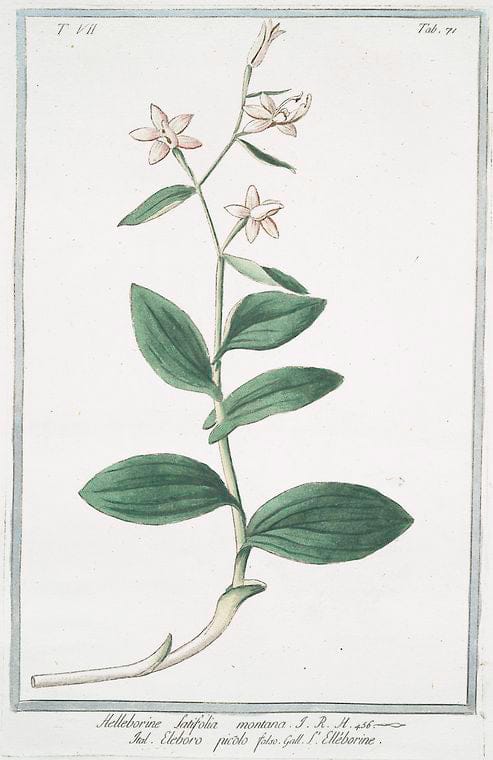 Art Print : 1772, Heliotropium majus Discoridi = Elitropia = Herbe aux verrues. - Vintage Wall Art