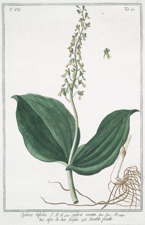 Art Print : 1772, Onobrychis, foliis viciae, fructu echinato Major = Onobriche = Sain-Foin. - Vintage Wall Art