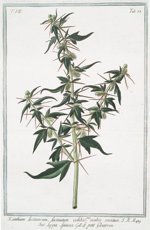 Art Print : 1772, Xanthium Canadense, majus = Lappa minore = Le Petit Gloutron. [Canada cockleburr] - Vintage Wall Art