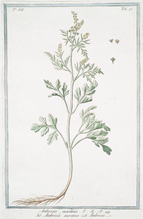 Art Print : 1772, Amaryllis Beladona Spatha multiflora corollis campanulatis aequalibus - Vintage Wall Art