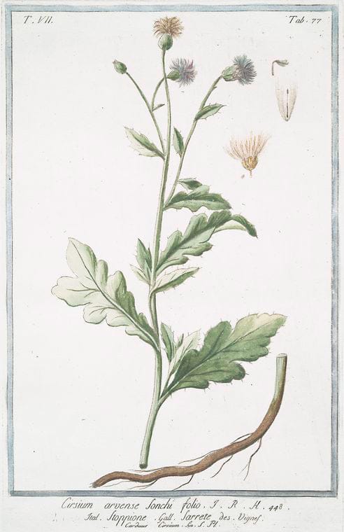 Art Print : 1772, Circaea Lutetiana = Ocimastrum verrucarium = Circea = La Gorcee - Vintage Wall Art