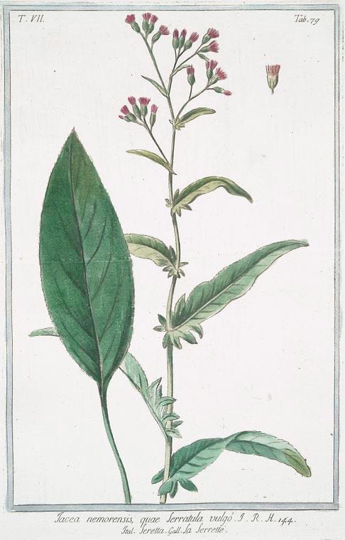 Art Print : 1772, Jacea Cretica, laciniata artgentea, Flore parvo = Seretta = La Serrette. - Vintage Wall Art